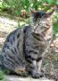 Die h�ufigste Fellzeichnung von kurzhaarigen Hauskatzen ist grau getigert, also mit schwarzen Streifen.
